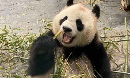 Giant Panda Giant Panda